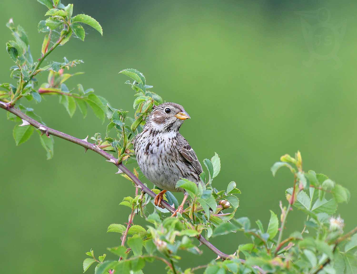 STRNAD LUČNÍ 1  (Emberiza calandra)