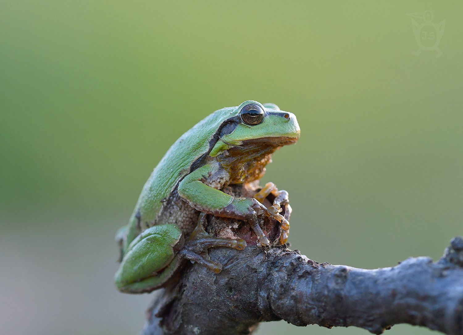 ROSNIČKA ZELENÁ 1 (Hyla arborea)