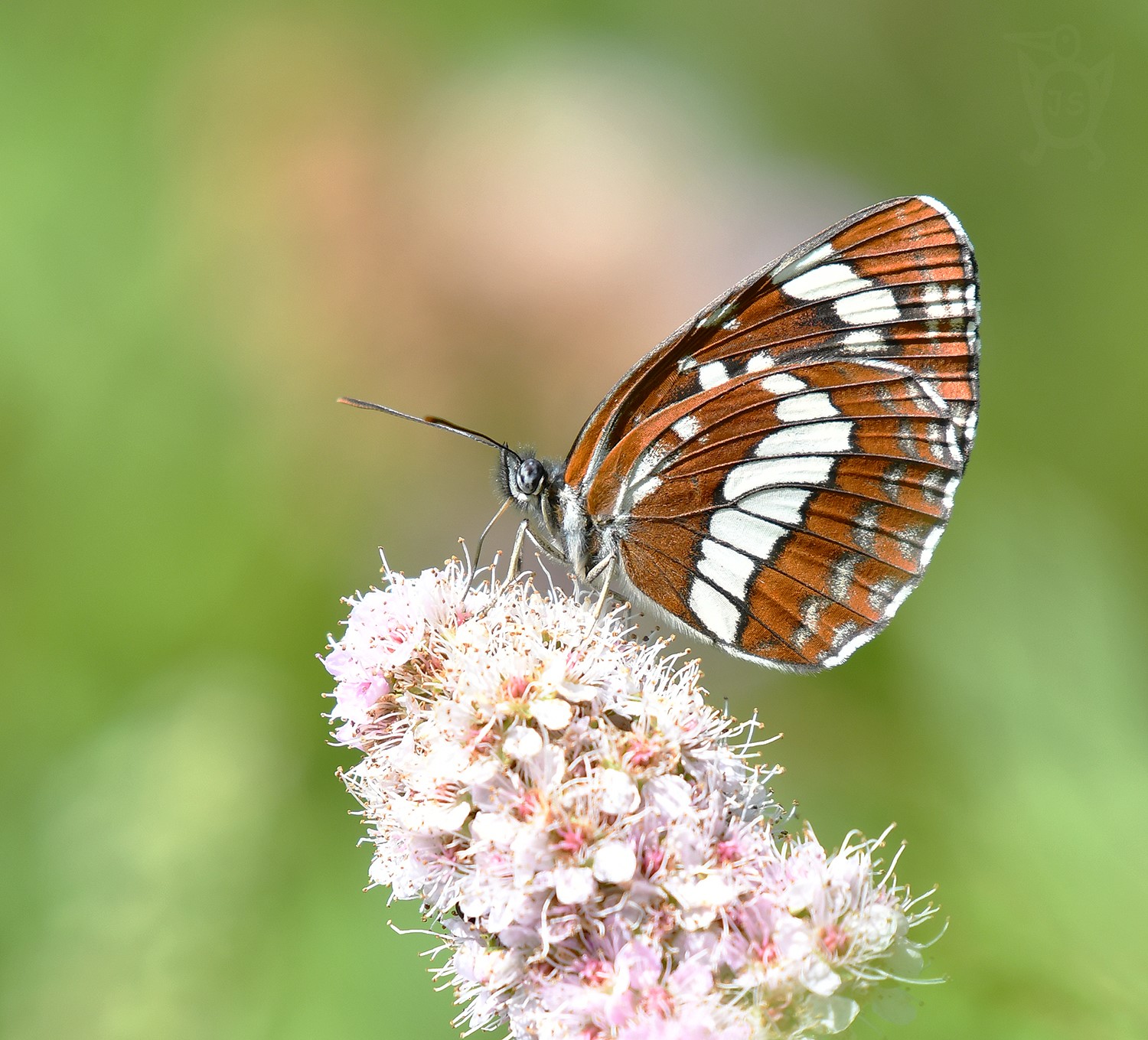 BĚLOPÁSEK TAVOLNÍKOVÝ 2 (Neptis rivularis)