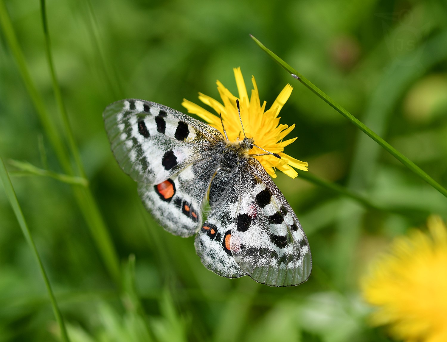 JASOŇ ČERVENOOKÝ 1 (Parnassius apollo)