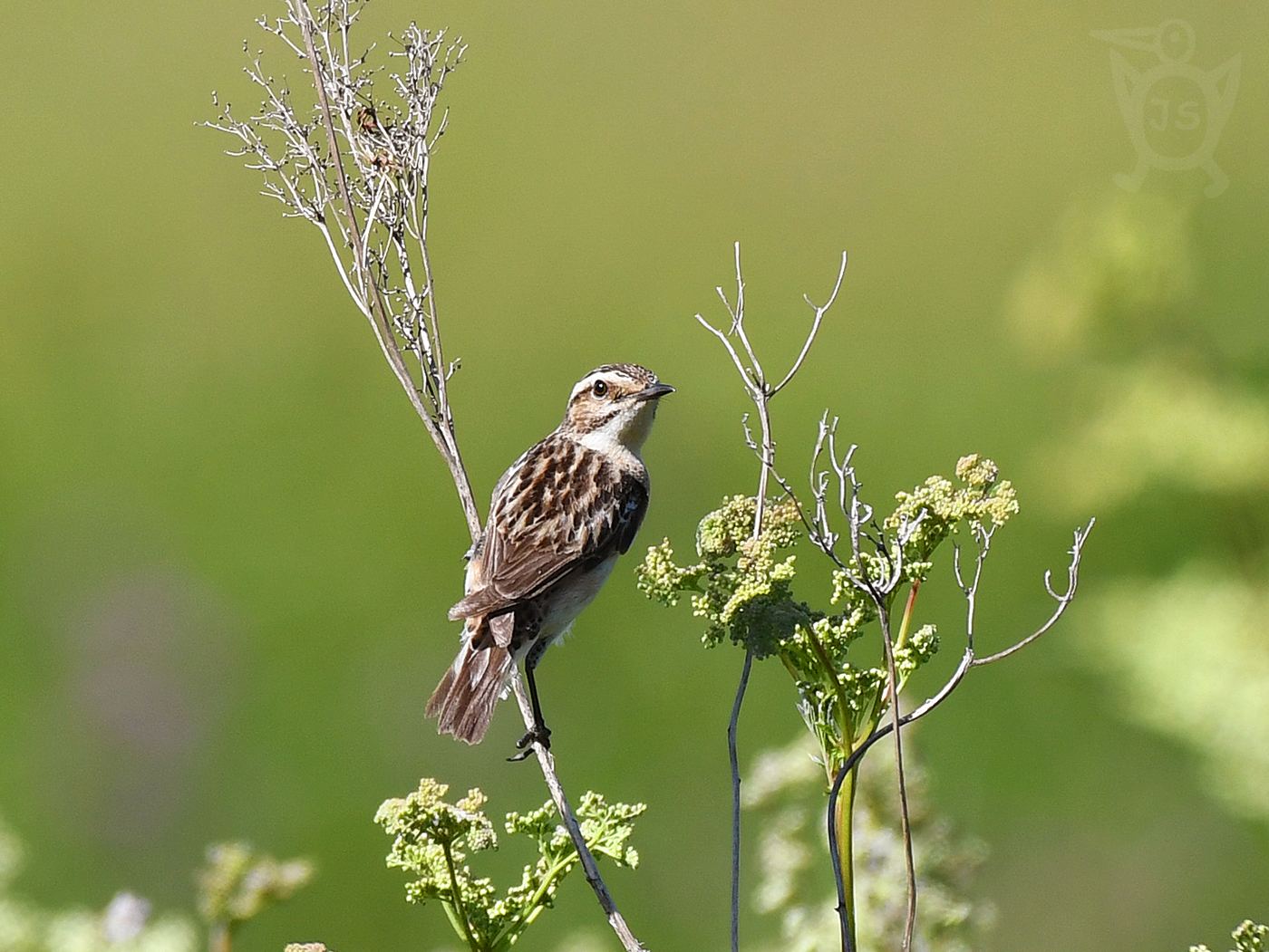 BRAMBORNÍČEK HNĚDÝ 1 (Saxicola rubetra)