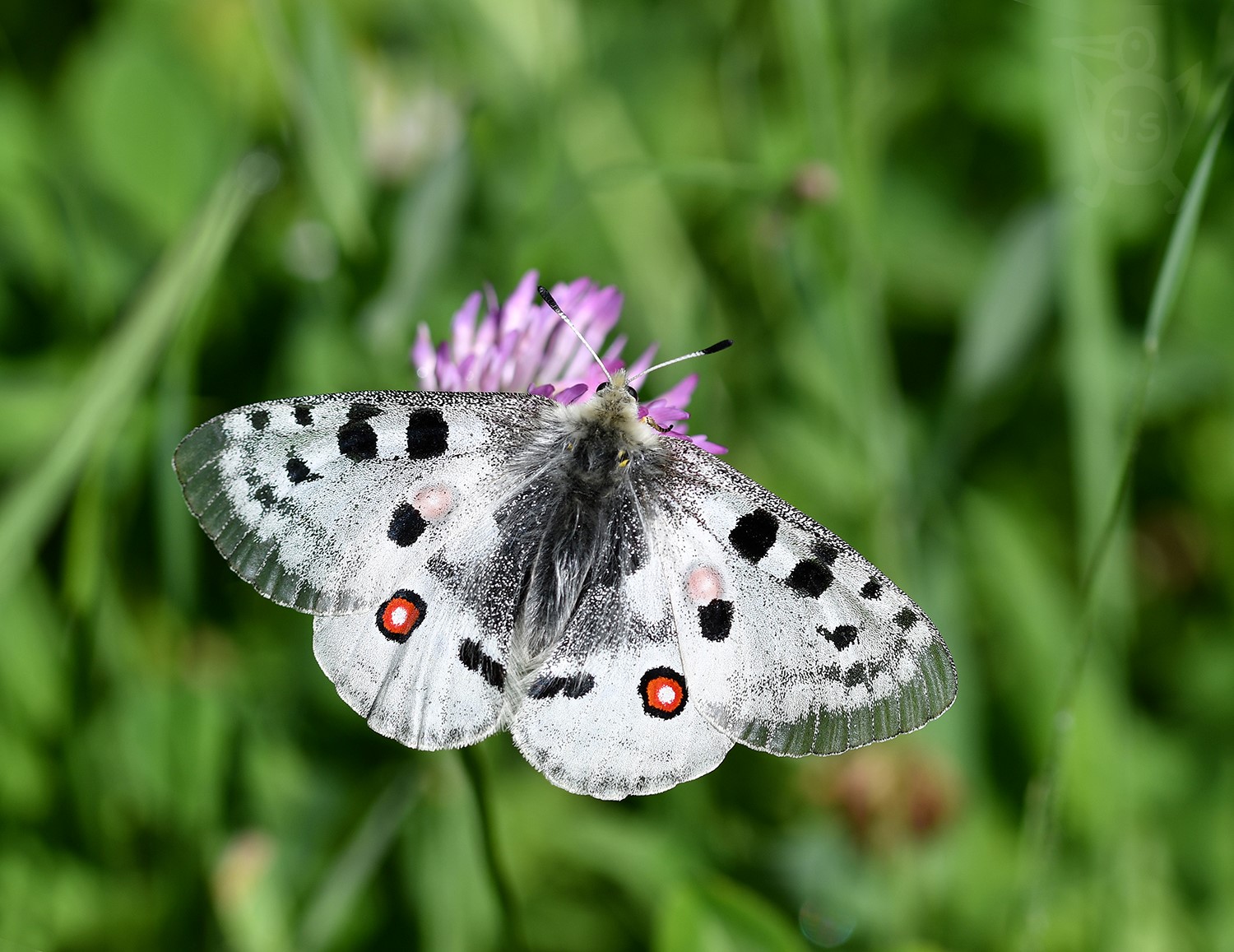 JASOŇ ČERVENOOKÝ 4 (Parnassius apollo)