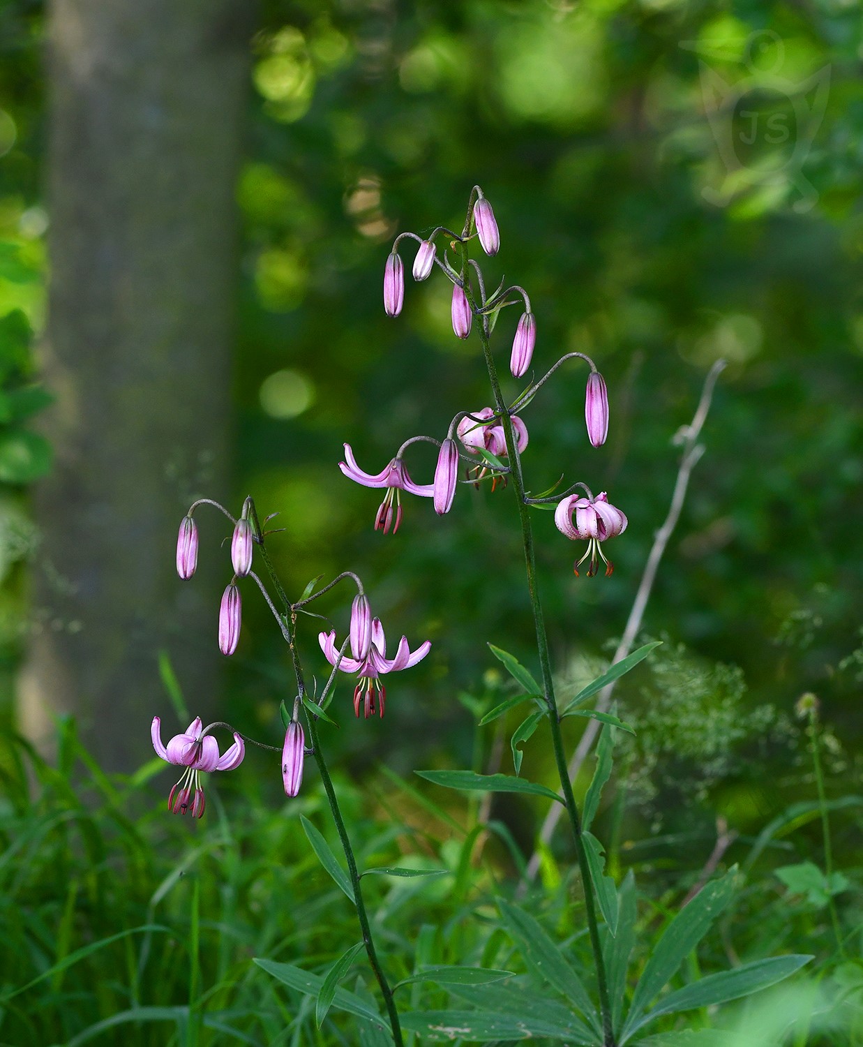 LILIE ZLATOHLAVÁ (Lilium martagon)