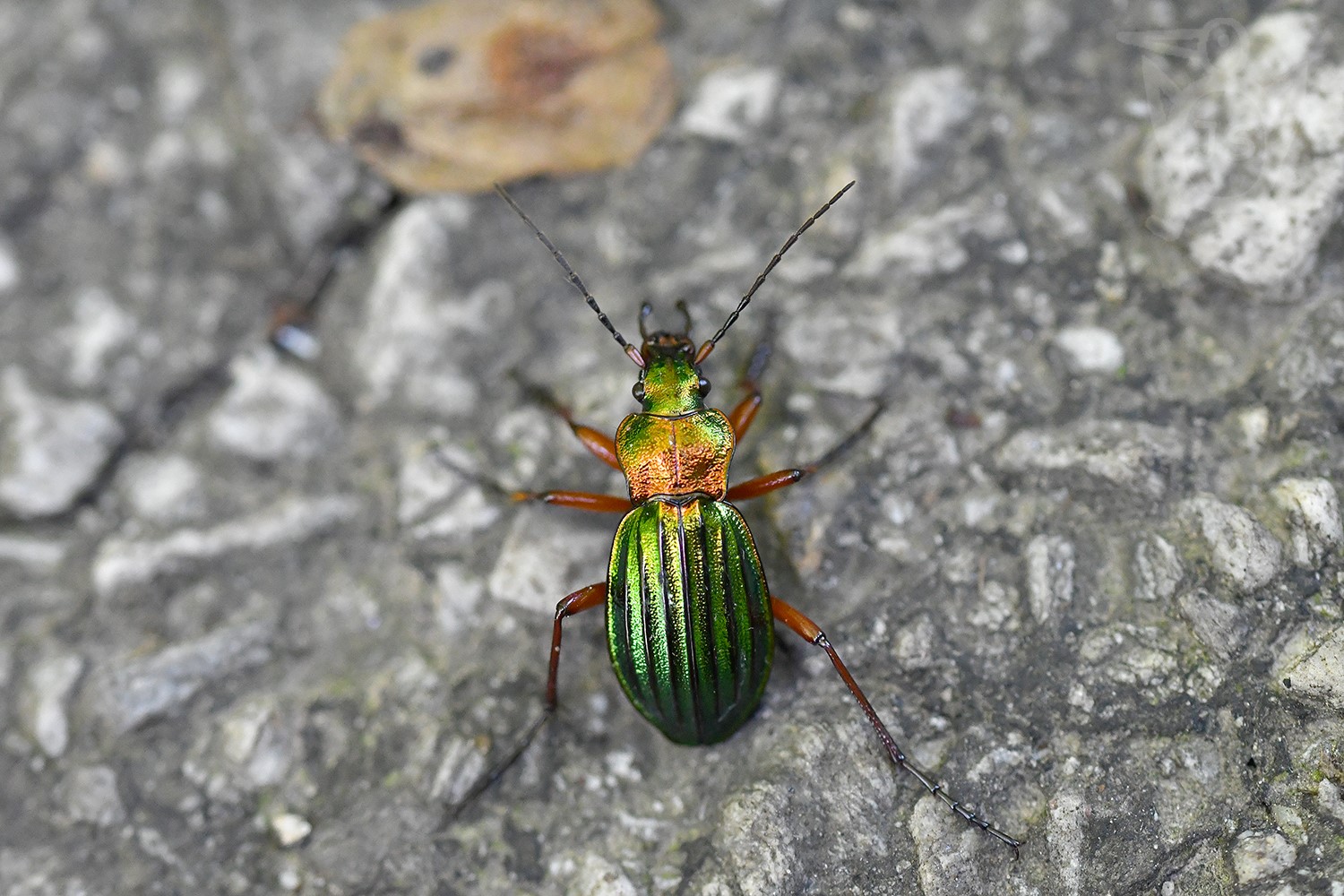 STŘEVLÍK ZLATOLESKLÝ (Carabus auronitens)