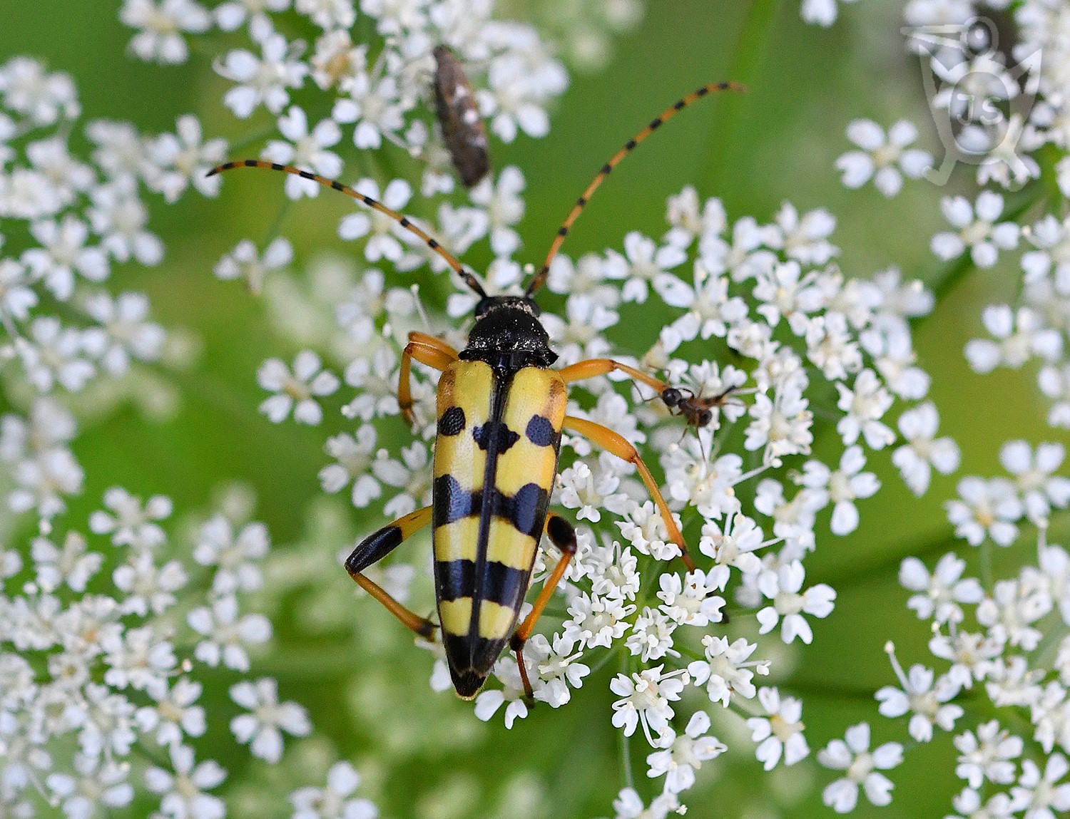 TESAŘÍK OZBROJENÝ (Leptura maculata)