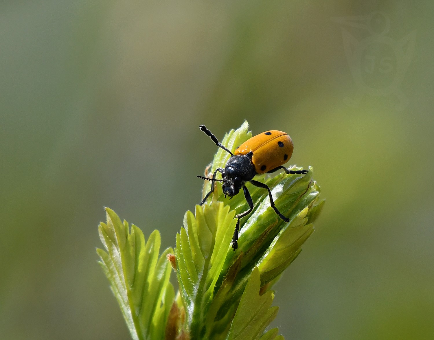 VRBAŘ ČTYŘTEČNÝ (Clytra quadripunctata)