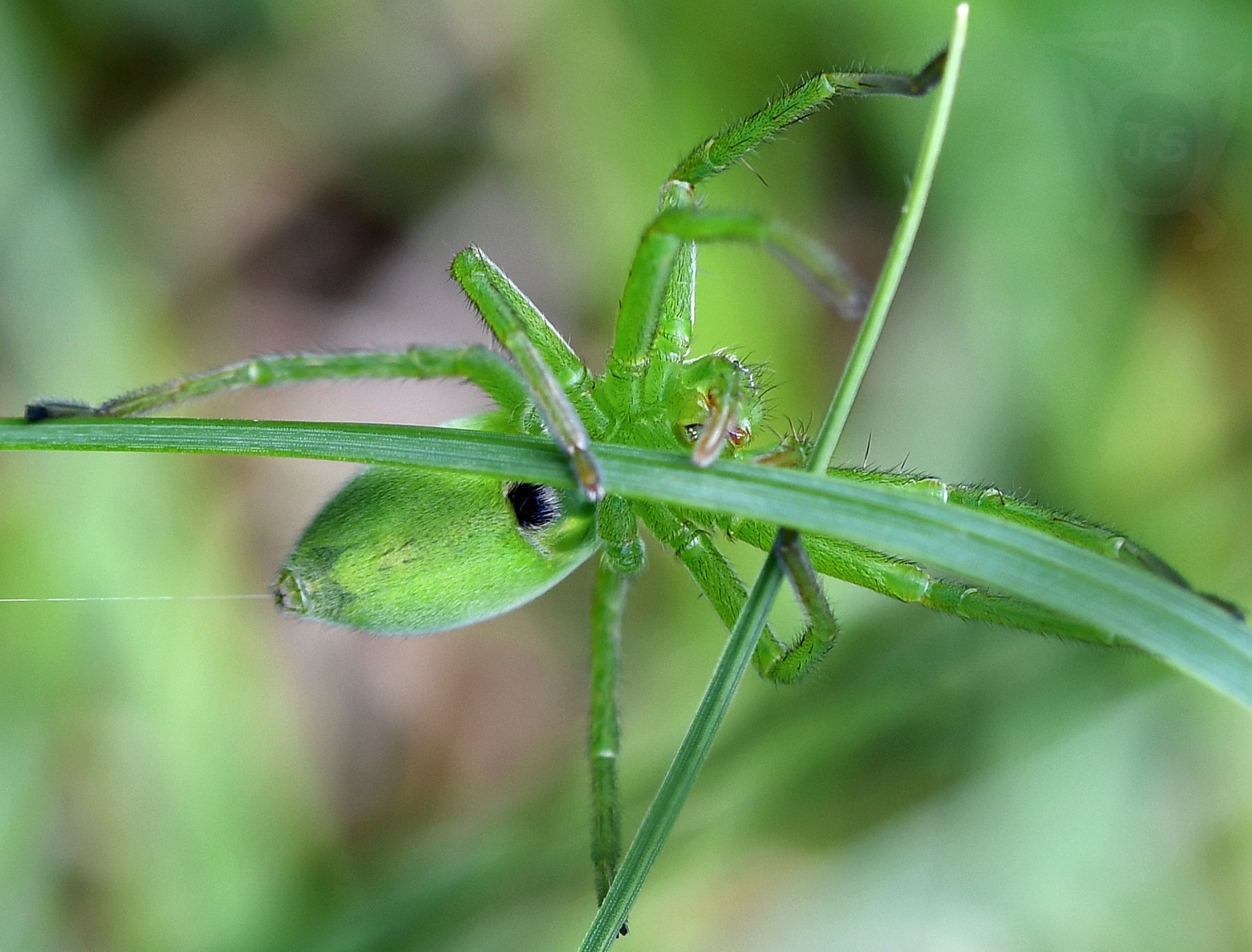 MALOOČKA SMARAGDOVÁ 1  (Micrommata virescens)