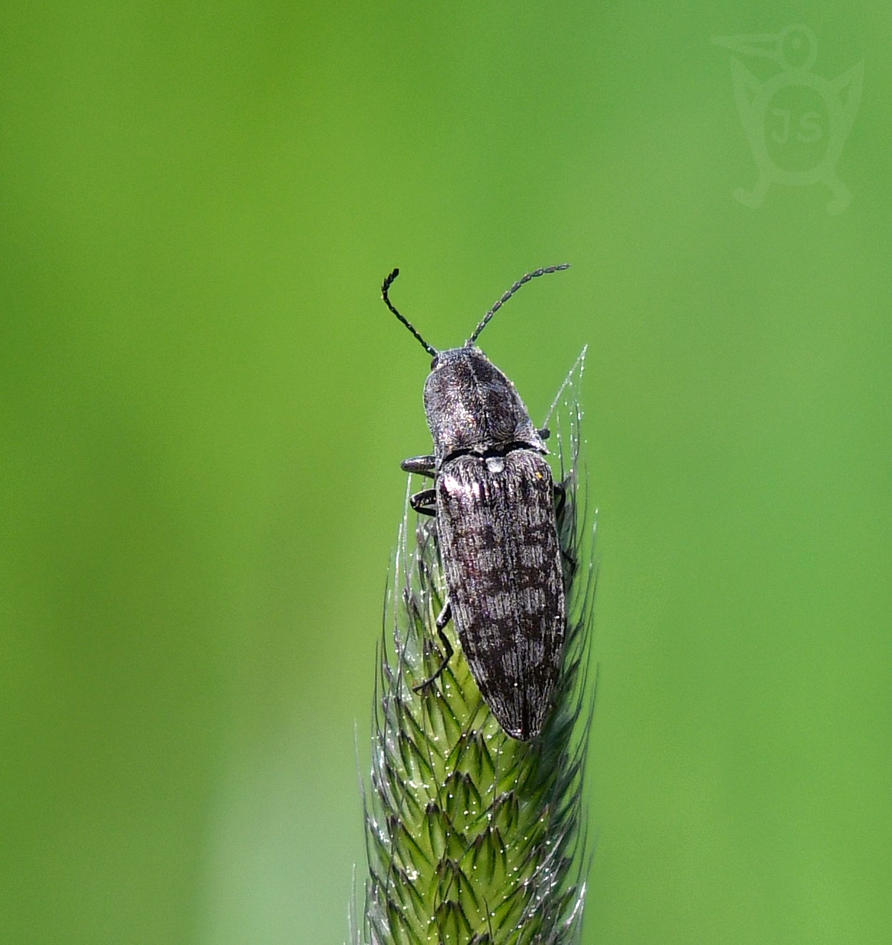 KOVAŘÍK ŠEDÝ (Agrypnus murinus)