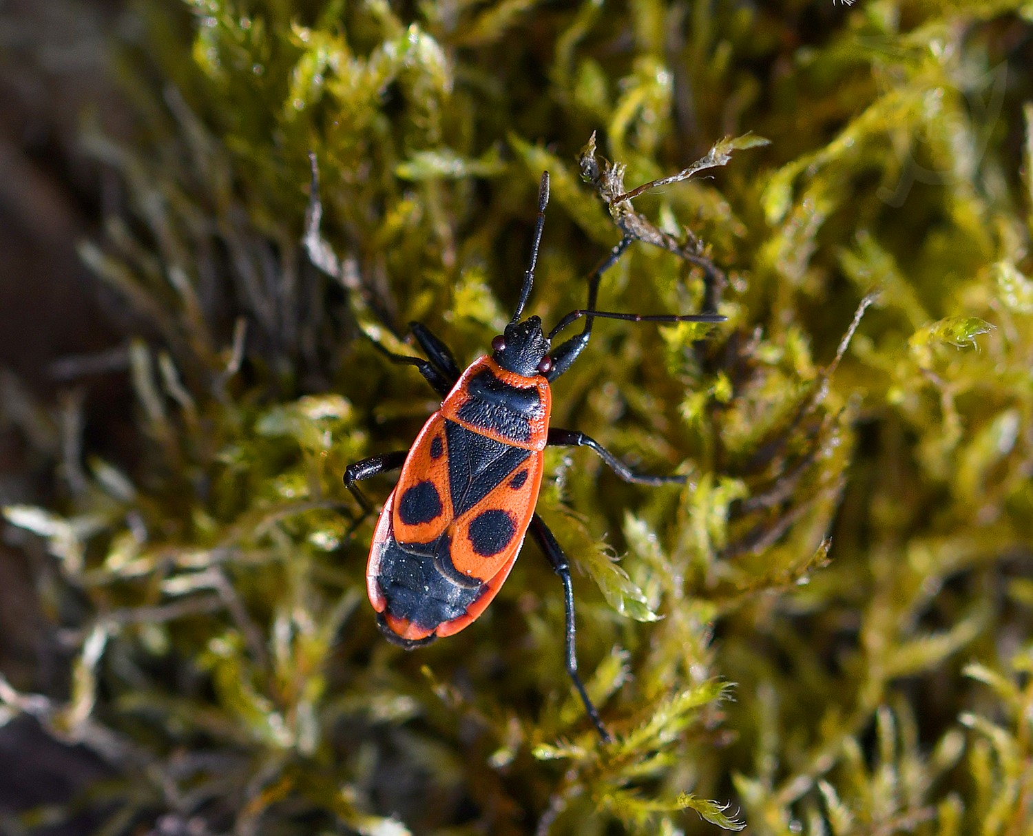 RUMĚNICE POSPOLNÁ (Pyrrhocoris apterus)