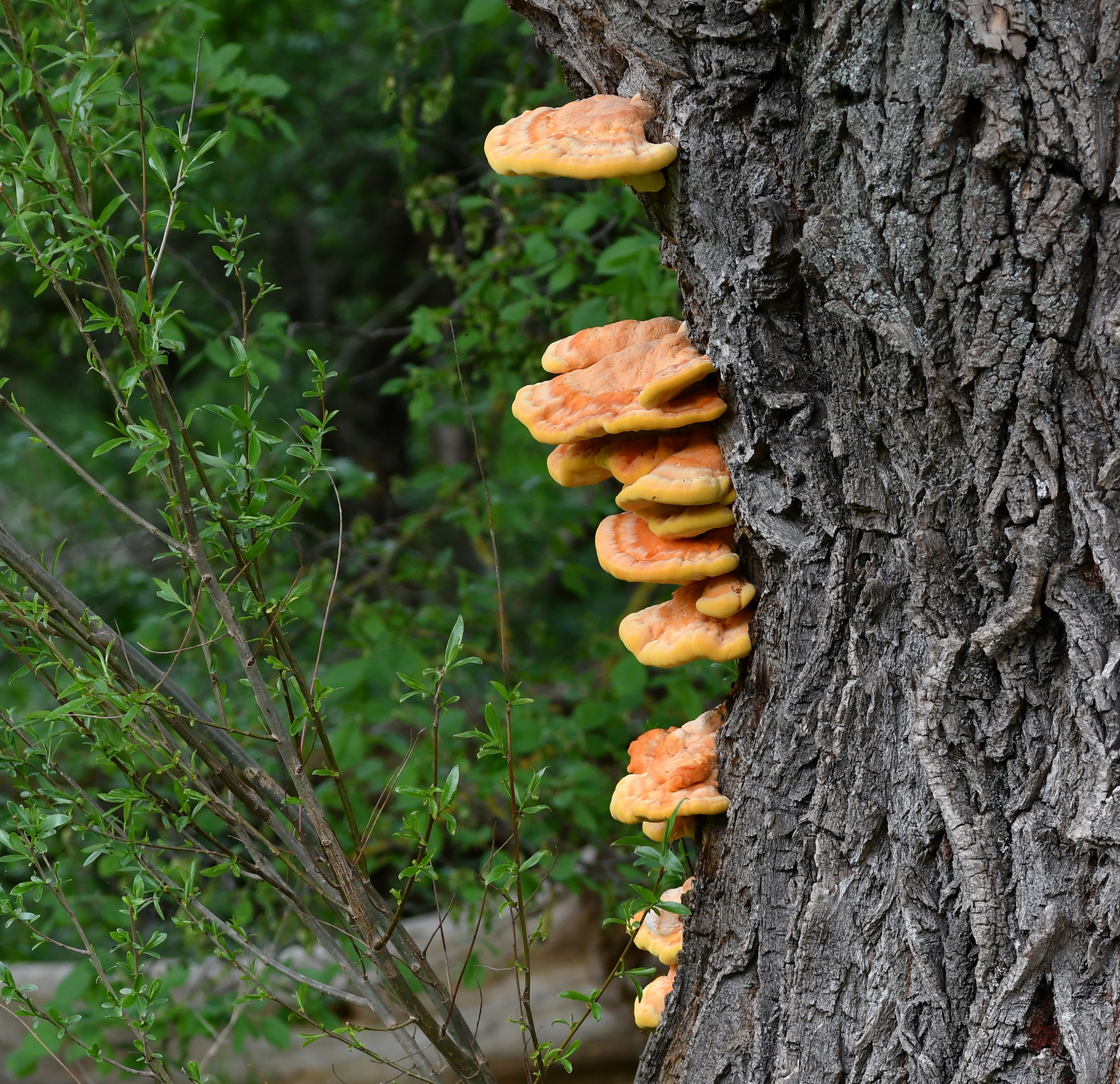 SÍROVEC ŽLUTOORANŽOVÝ (Laetiporus sulphureus)