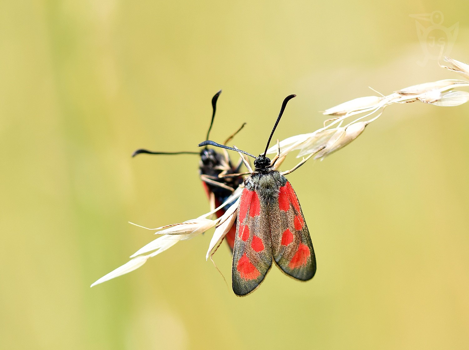 VŘETENUŠKA KOZINCOVÁ 1 (Zygaena loti)