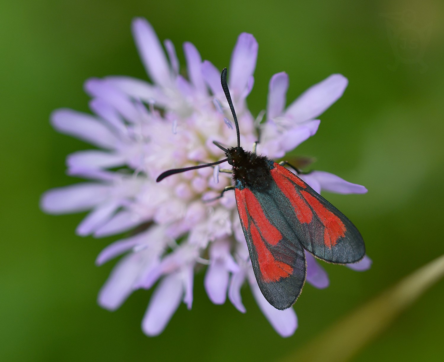 VŘETENUŠKA MATEŘÍDOUŠKOVÁ 1 (Zygaena purpuralis)