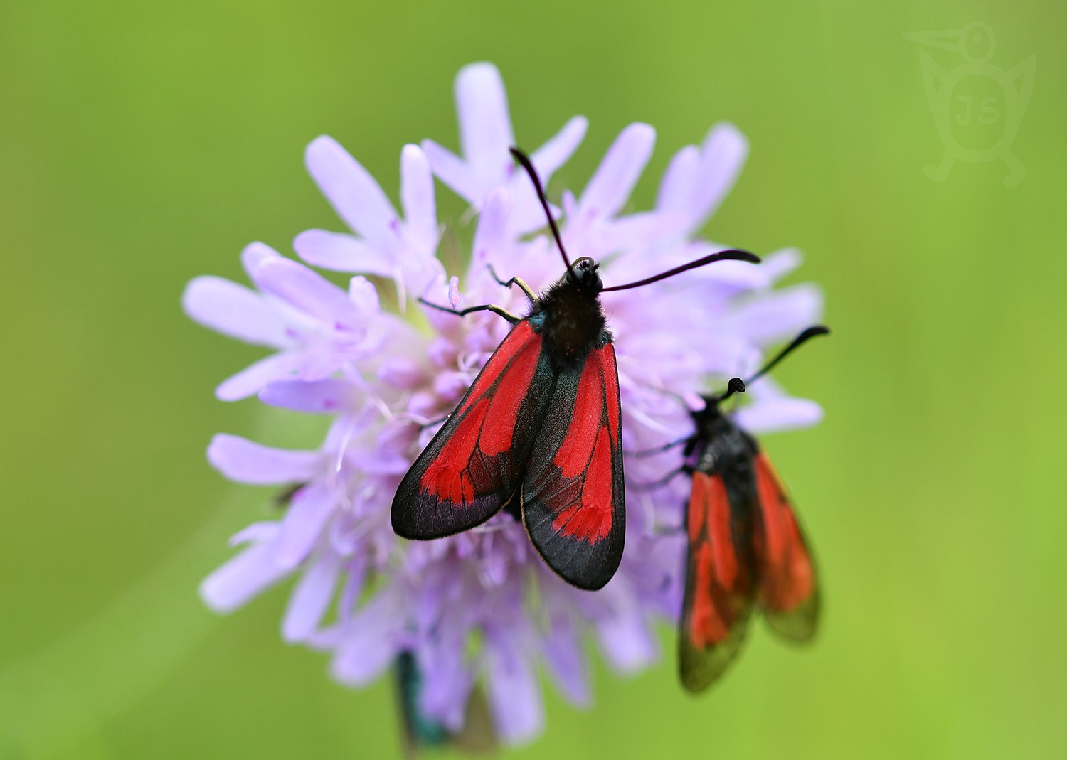 VŘETENUŠKA MATEŘÍDOUŠKOVÁ 2 (Zygaena purpuralis)