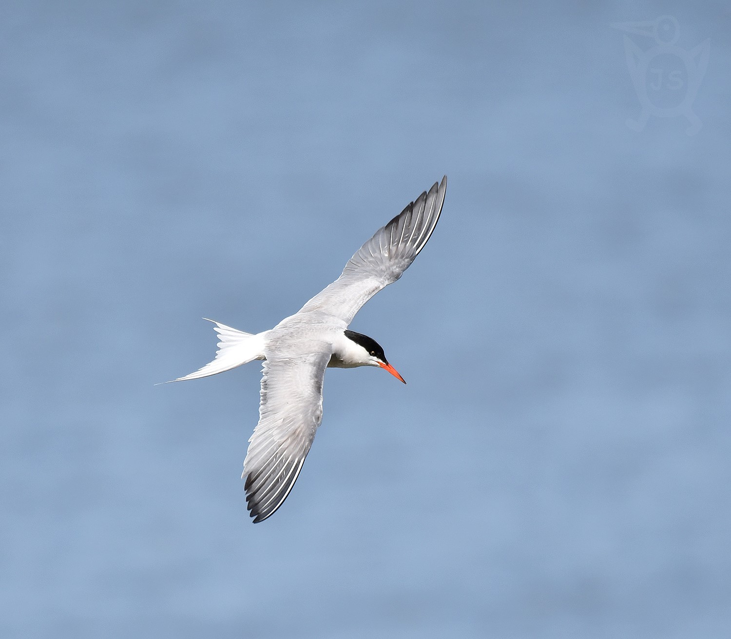 RYBÁK OBECNÝ 3 (Sterna hirundo)