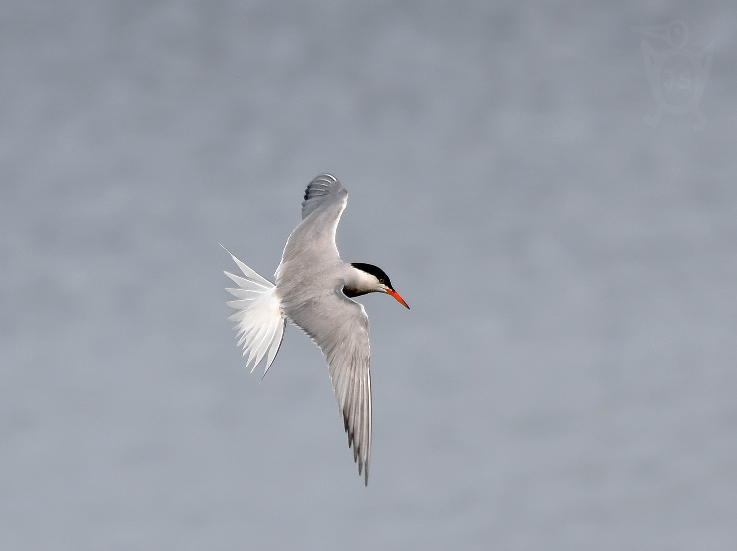 RYBÁK OBECNÝ 2 (Sterna hirundo)