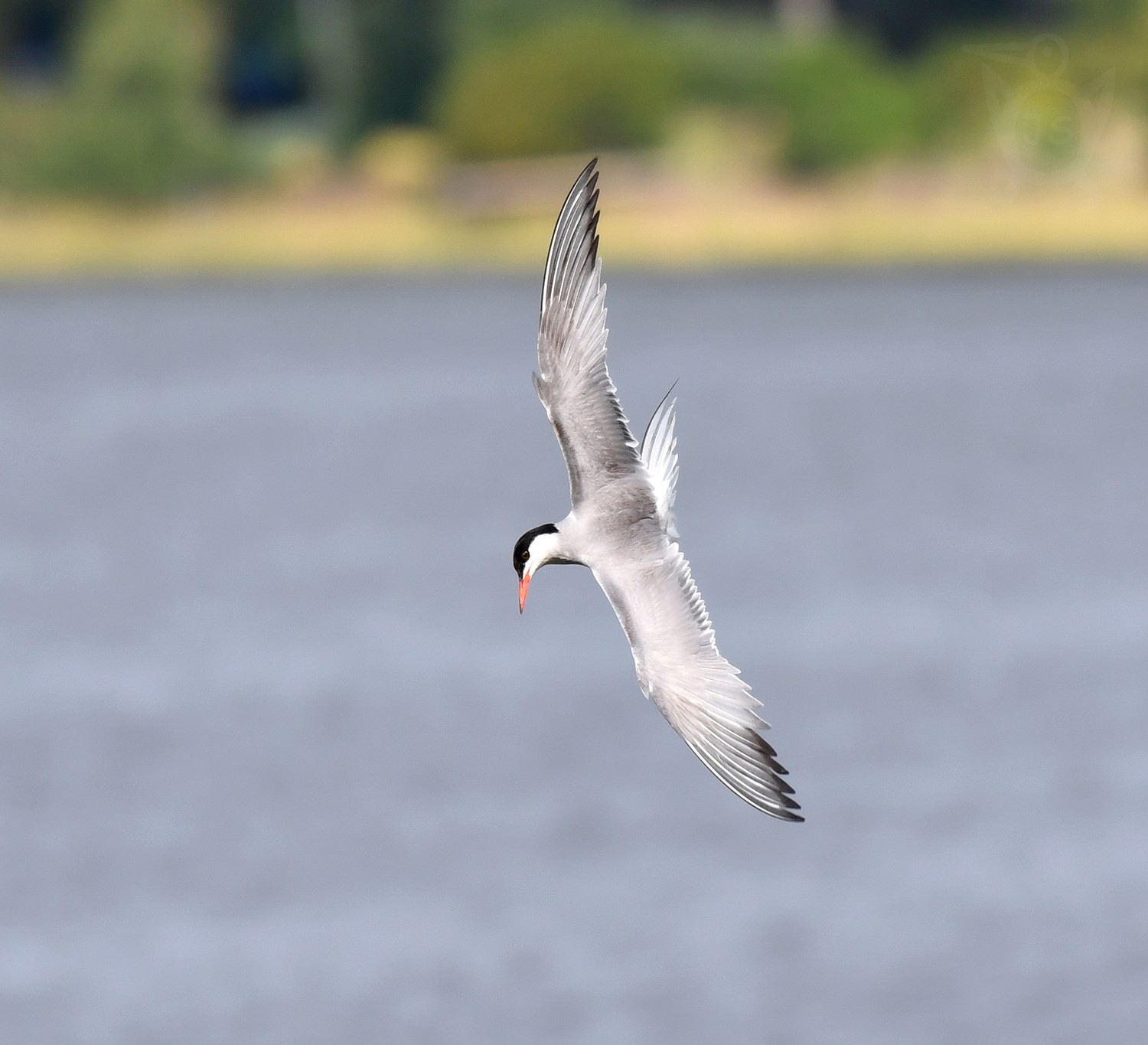 RYBÁK OBECNÝ 1 (Sterna hirundo)