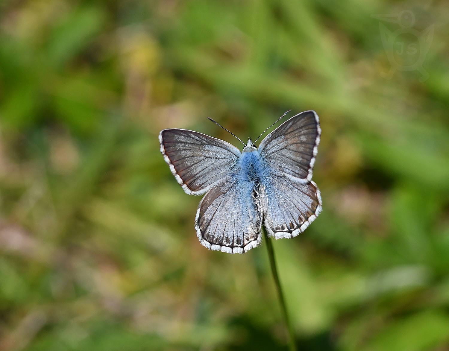 MODRÁSEK VIKVICOVÝ 2 (Polyommatus coridon)