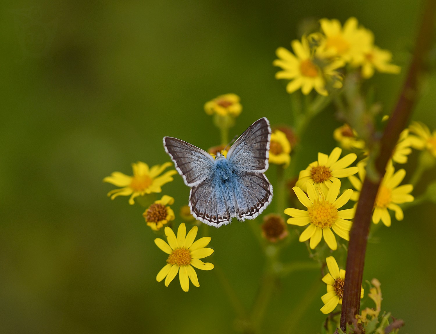 MODRÁSEK VIKVICOVÝ 4 (Polyommatus coridon)