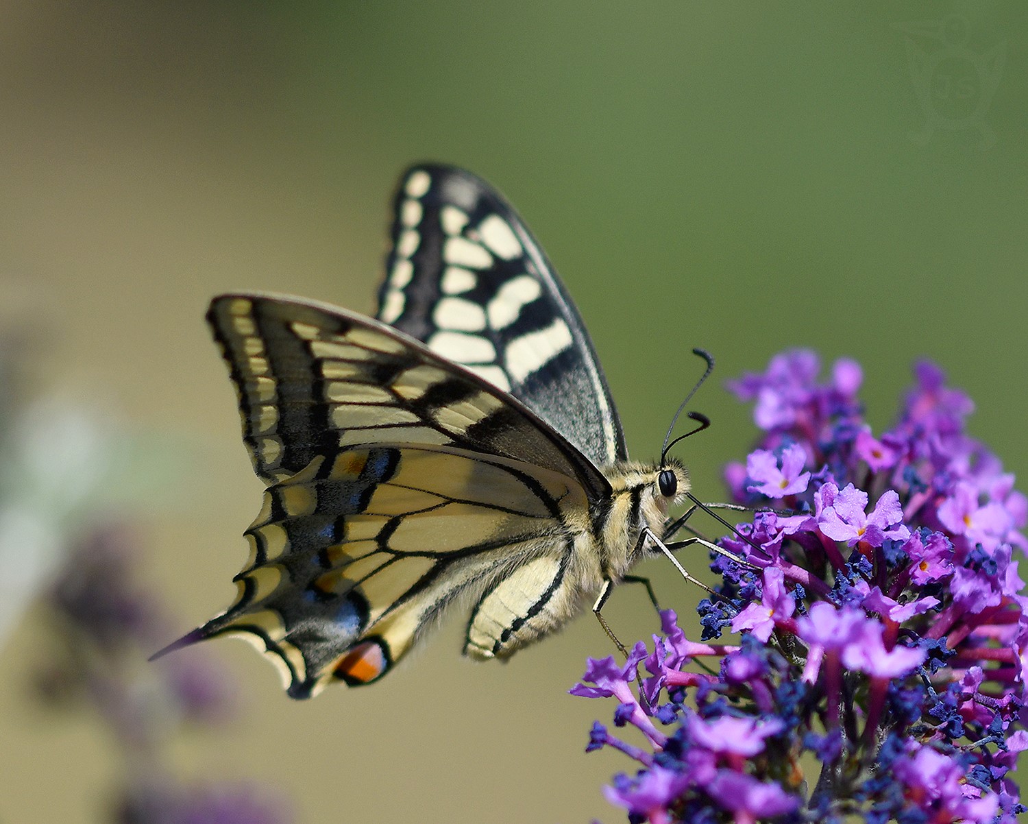 OTAKÁREK FENYKLOVÝ 1 (Papilio machaon)