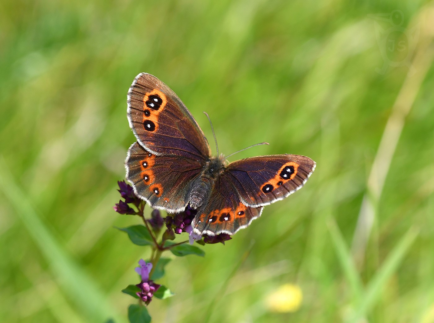 OKÁČ KLUBĚNKOVÝ 1 (Erebia aethiops) SAMICE