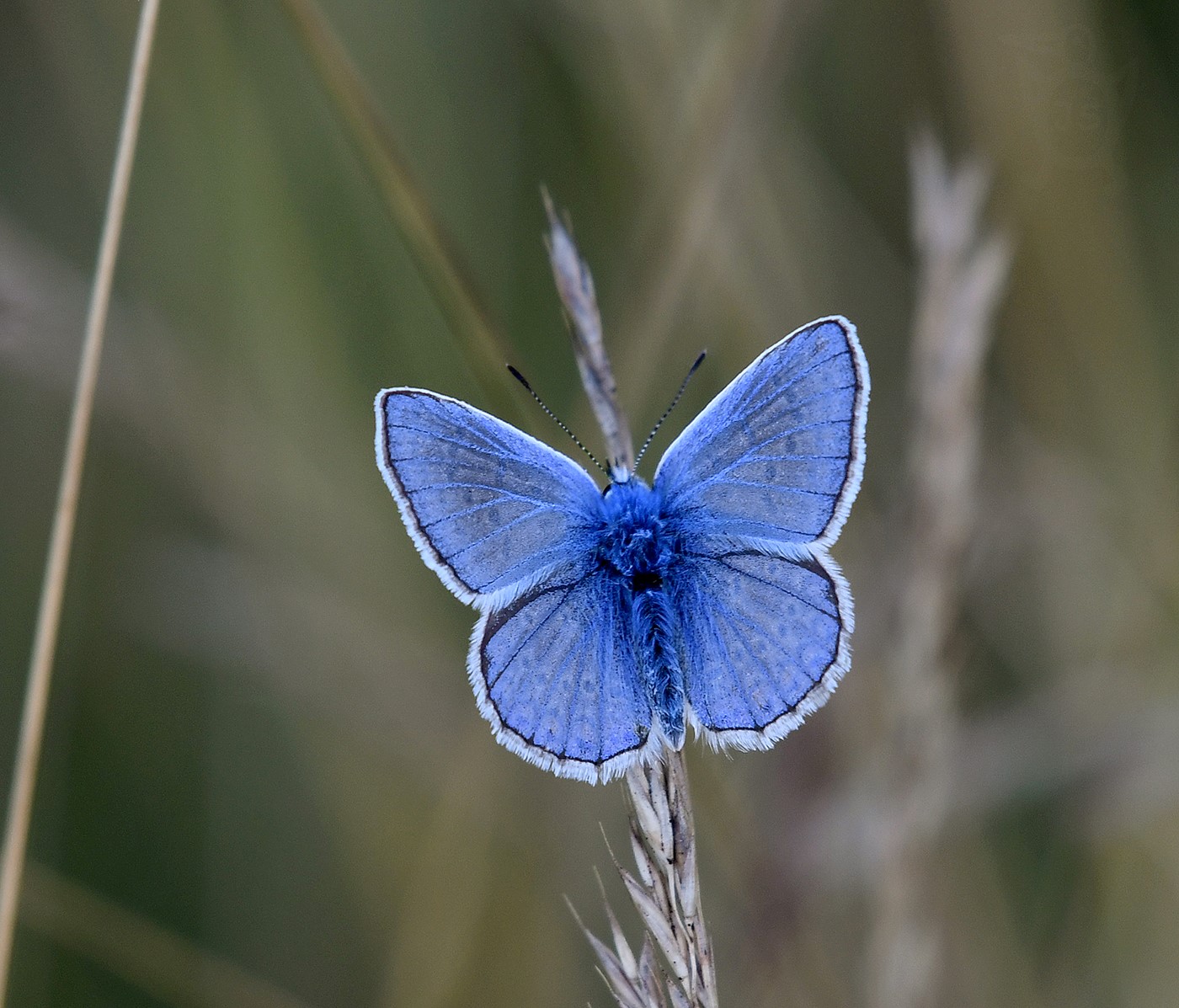 MODRÁSEK JEHLICOVÝ 1 (Polyommatus icarus)