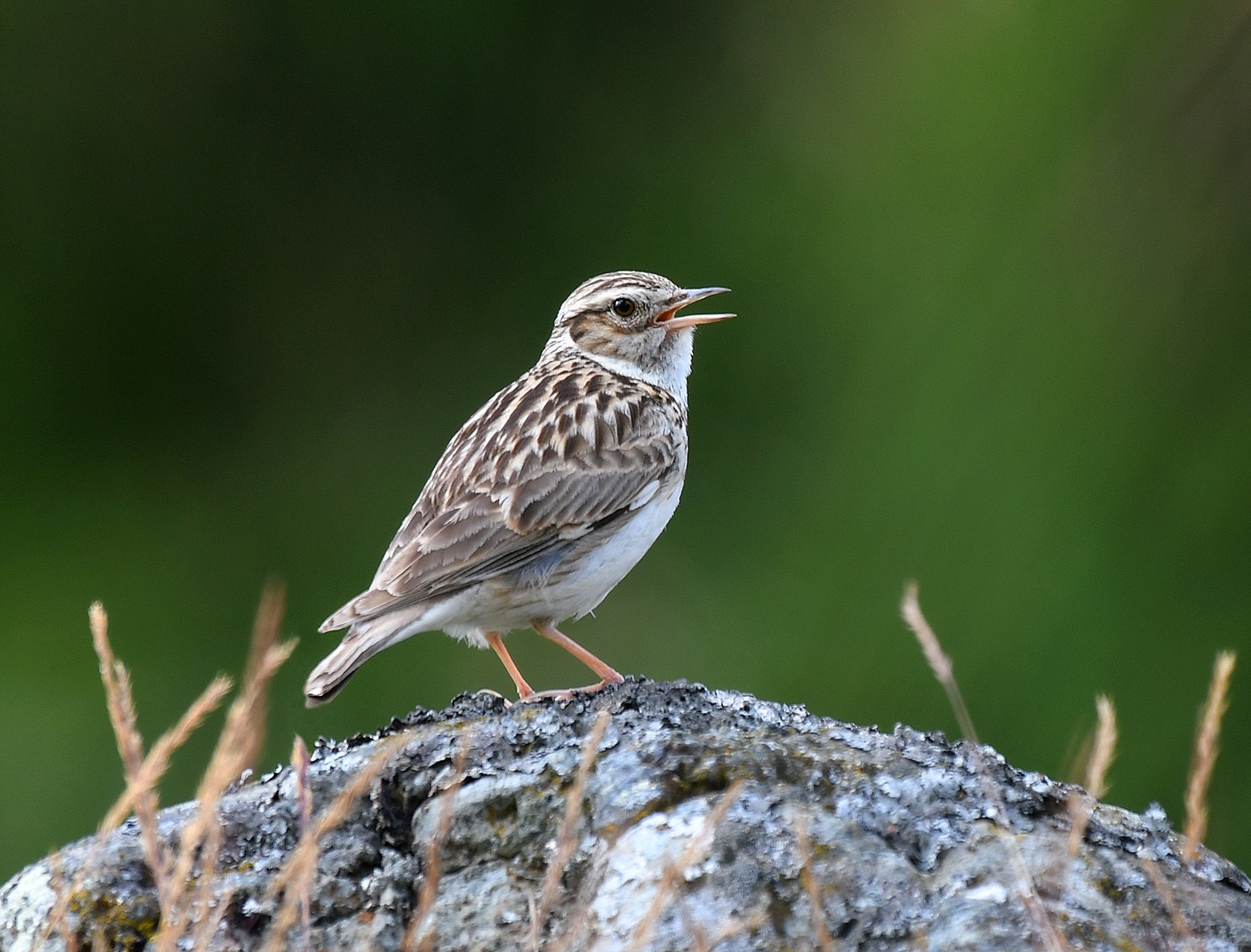 SKŘIVAN LESNÍ 2 (Lullula arborea)