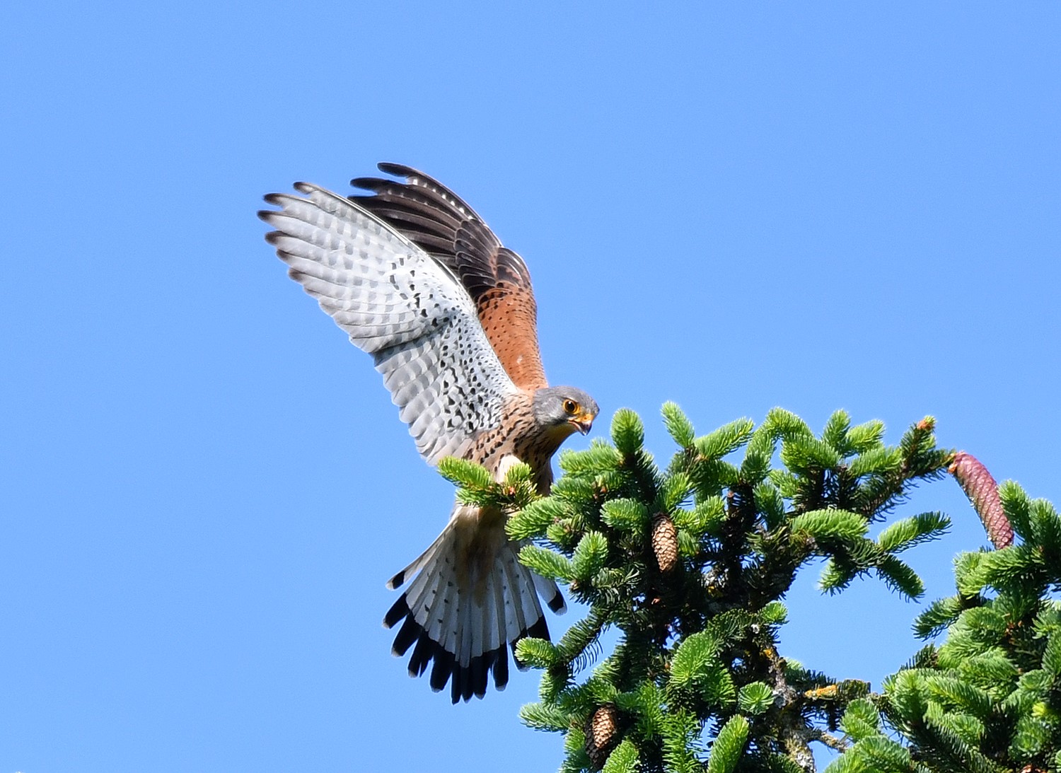 POŠTOLKA OBECNÁ 1 (Falco tinnunculus) 