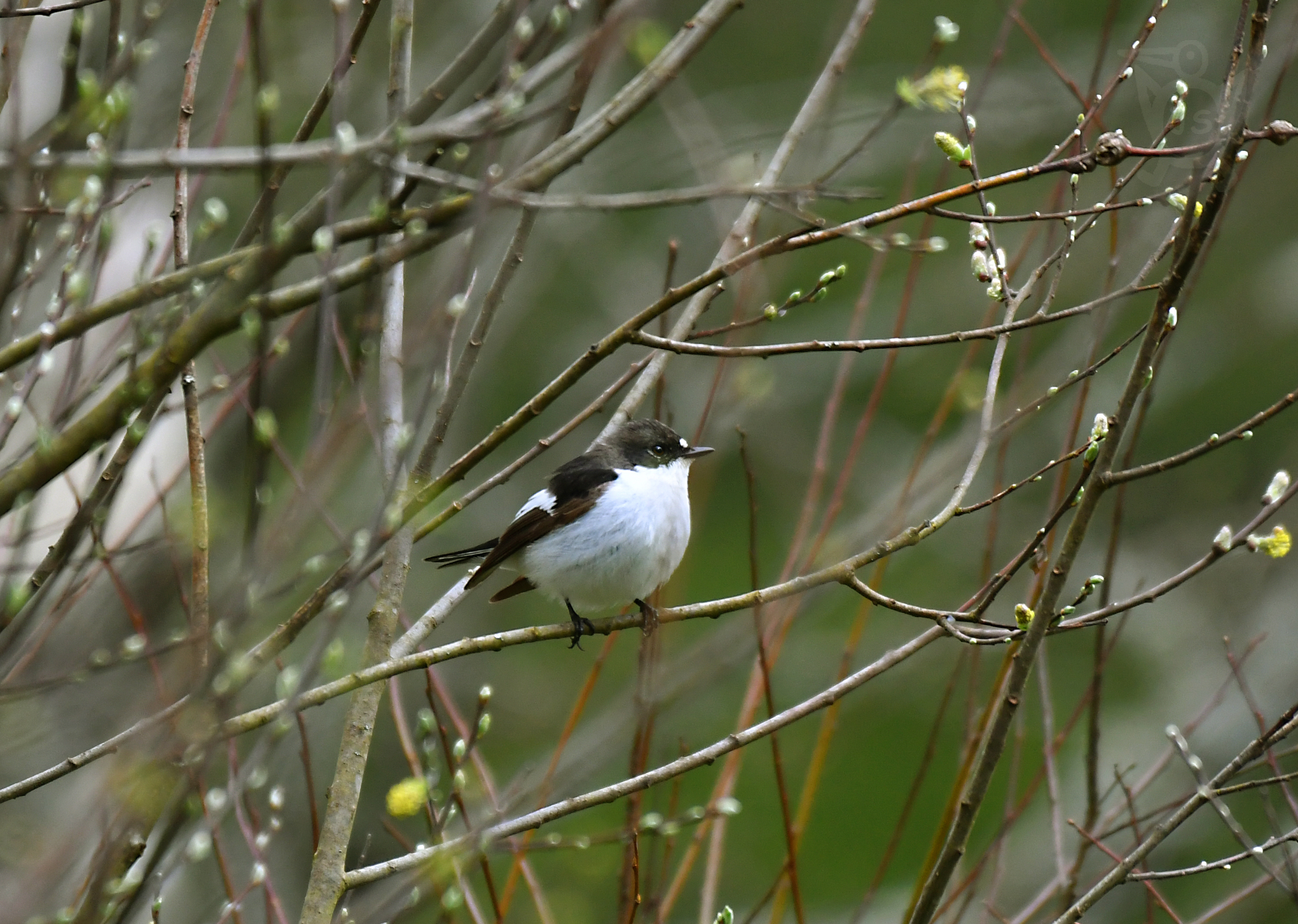 LEJSEK ČERNOHLAVÝ (Ficedula hypoleuca) 