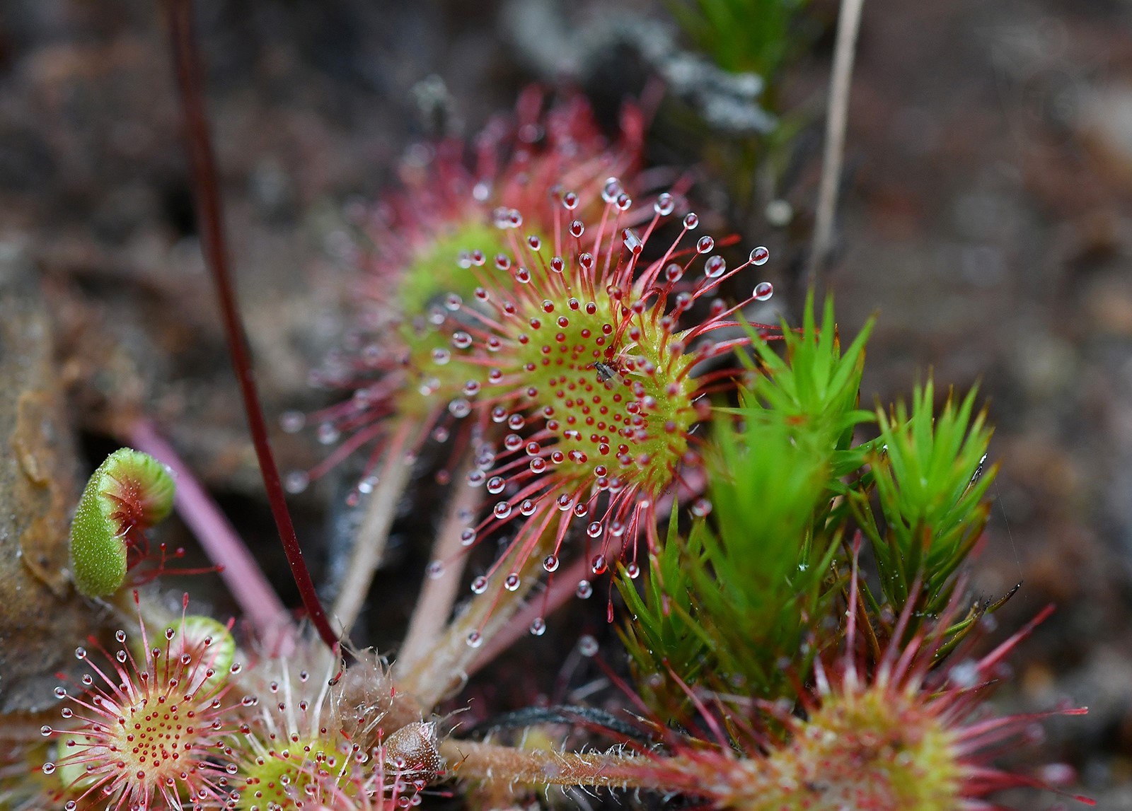 ROSNATKA OKROUHLOLISTÁ 1 (Drosera rotundifolia) 1