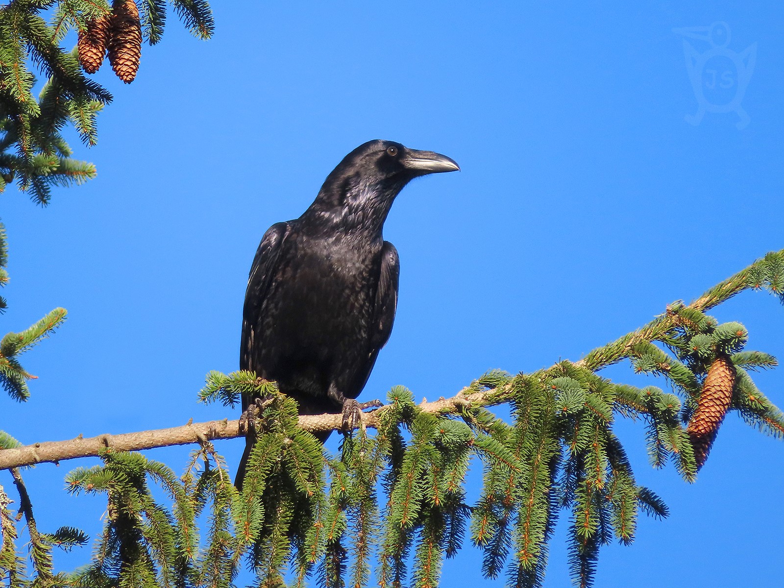 KRKAVEC VELKÝ 1 (Corvus corax)