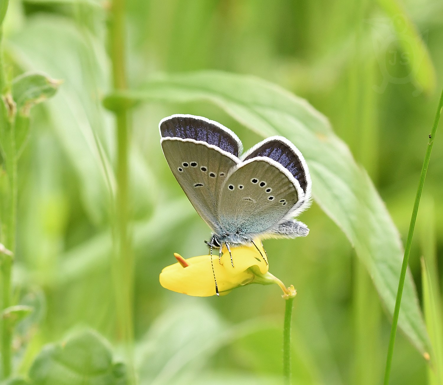 MODRÁSEK LESNÍ 1 (Cyaniris semiargus)