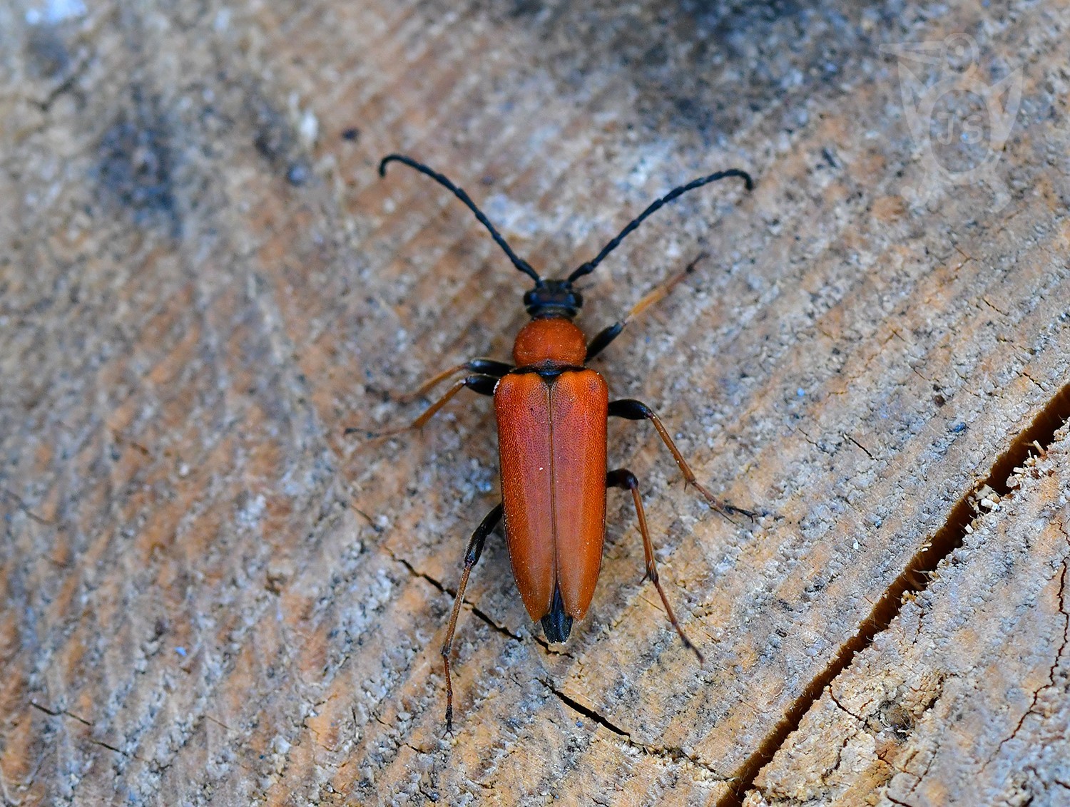 TESAŘÍK OBECNÝ 1 (Stictoleptura rubra)