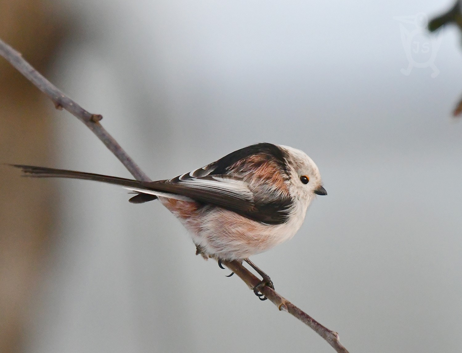 MLYNAŘÍK DLOUHOOCASÝ STŘEDOEVROPSKÝ 6 (Aegithalos caudatus europaeus))