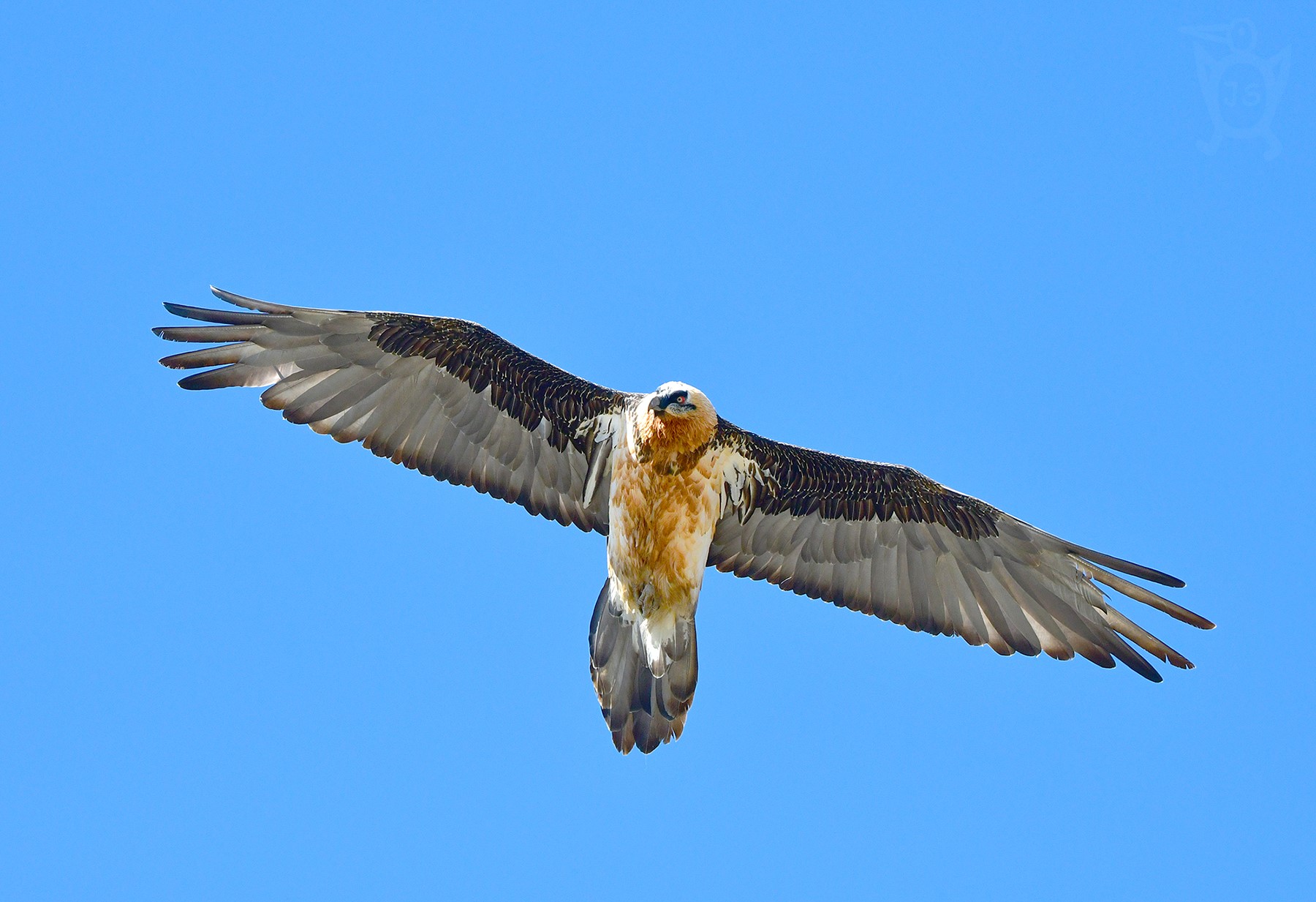 ORLOSUP BRADATÝ 2 (Gypaetus barbatus)
