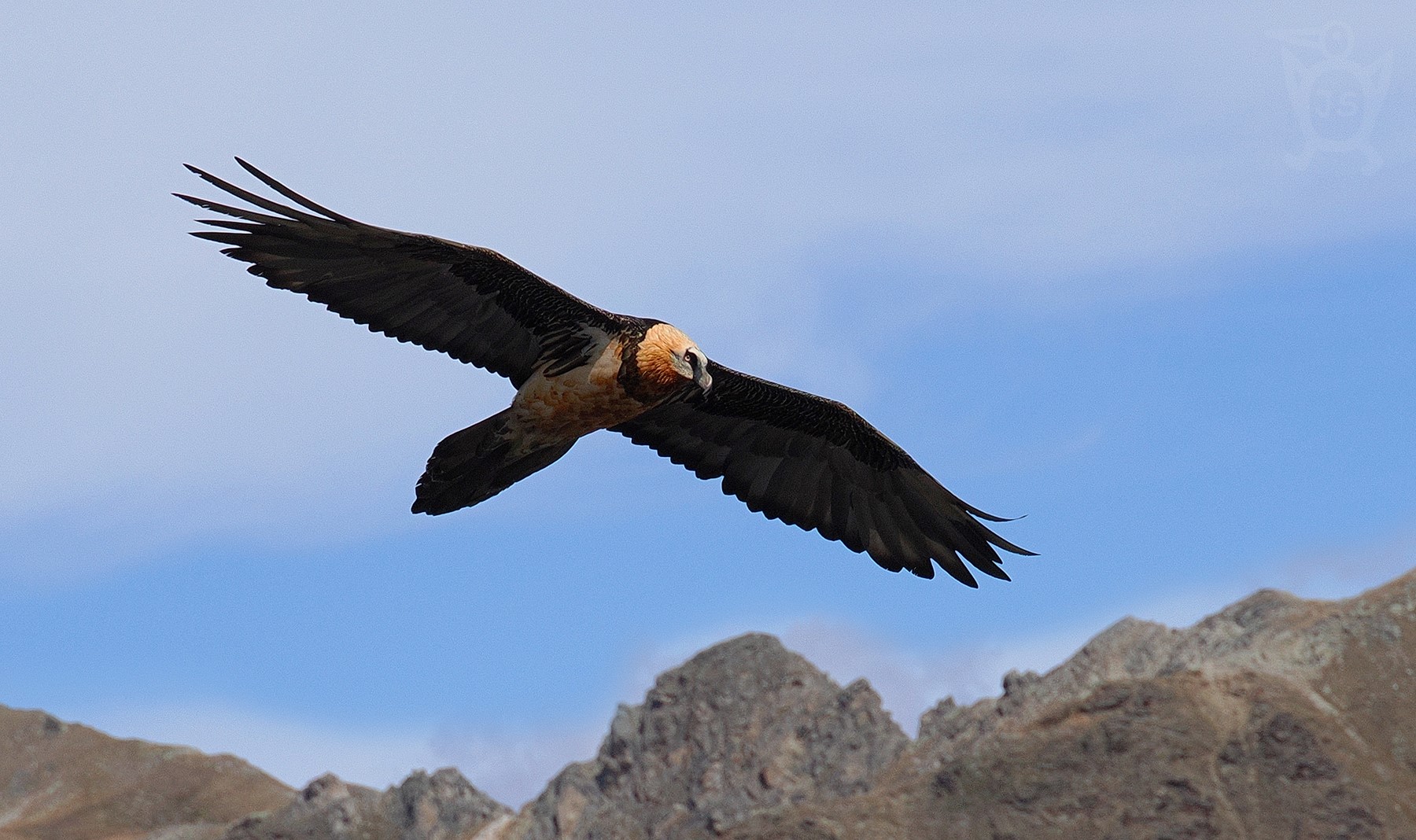 ORLOSUP BRADATÝ 1 (Gypaetus barbatus) foto ŠKS