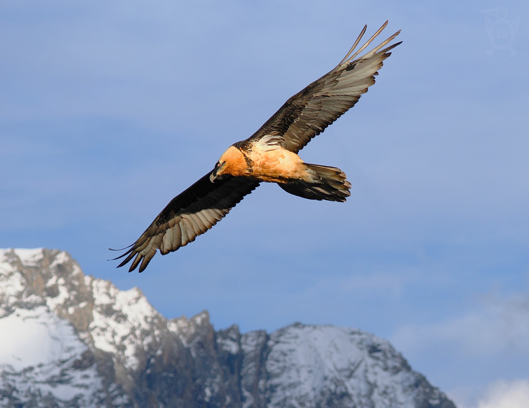 ORLOSUP BRADATÝ 3 (Gypaetus barbatus)
