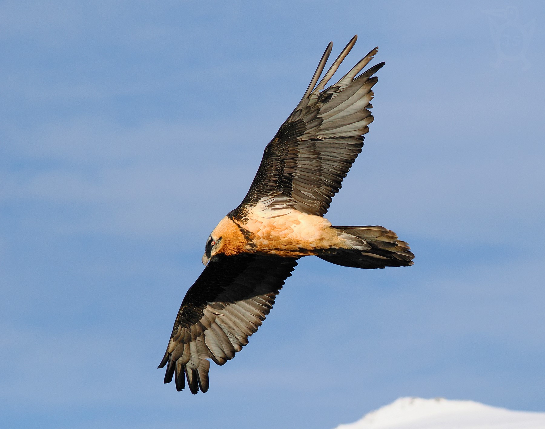 ORLOSUP BRADATÝ 5 (Gypaetus barbatus)