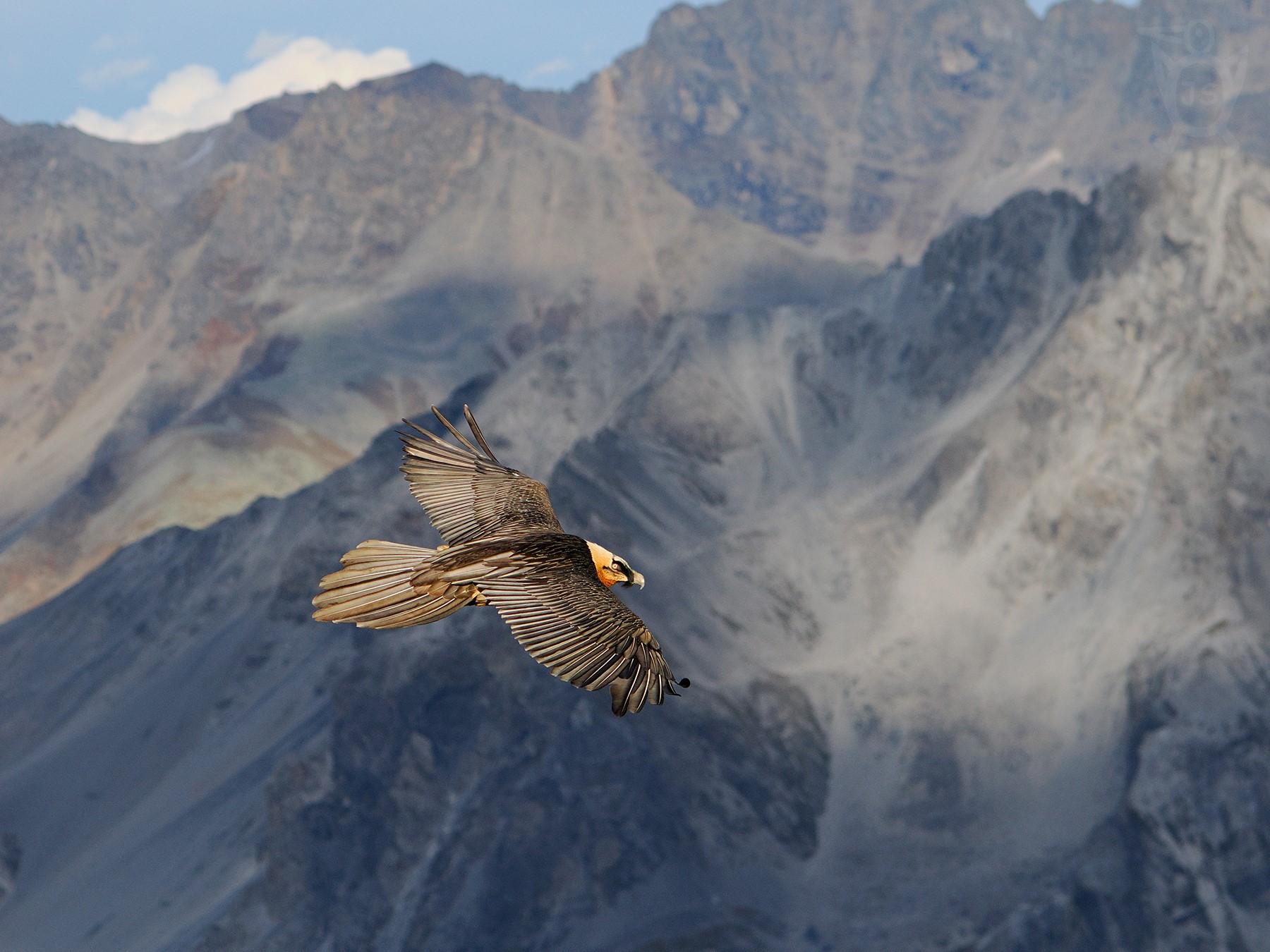 ORLOSUP BRADATÝ 6 (Gypaetus barbatus)
