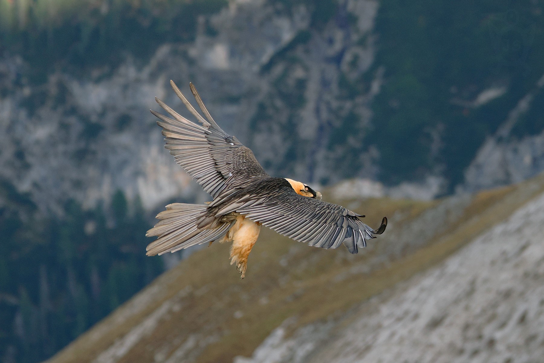 ORLOSUP BRADATÝ 4 (Gypaetus barbatus)