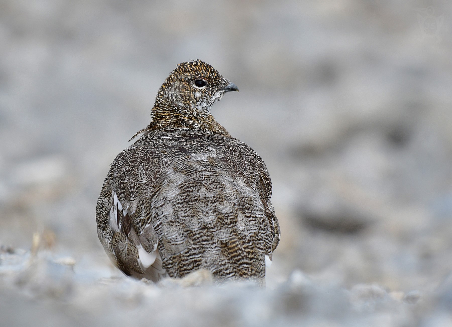 BĚLOKUR HORSKÝ 3 (Lagopus muta) foto Š