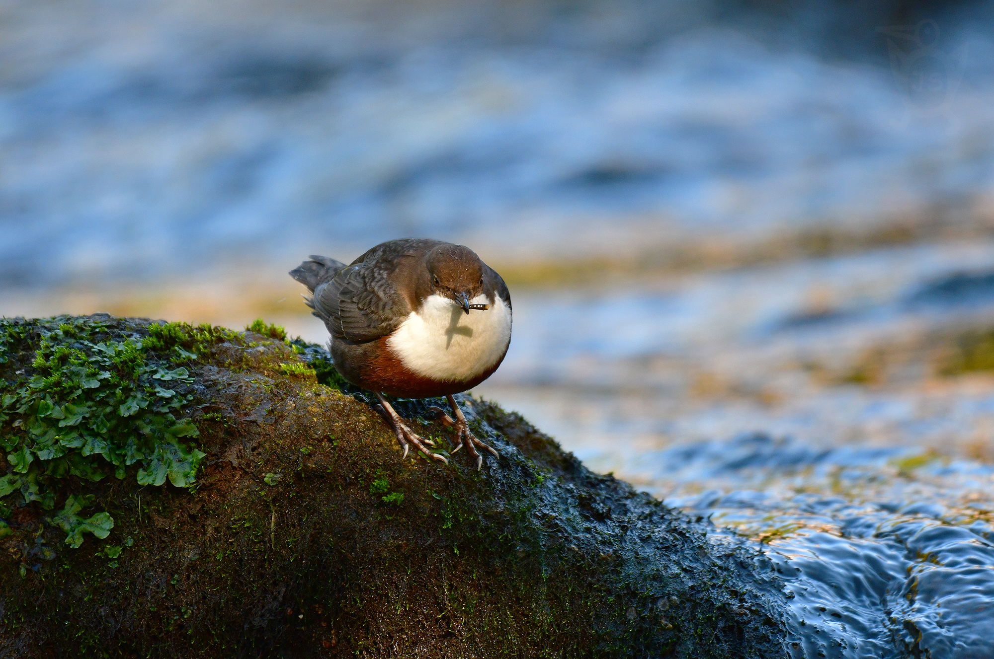 SKOREC VODNÍ 4 (Cinclus cinclus)