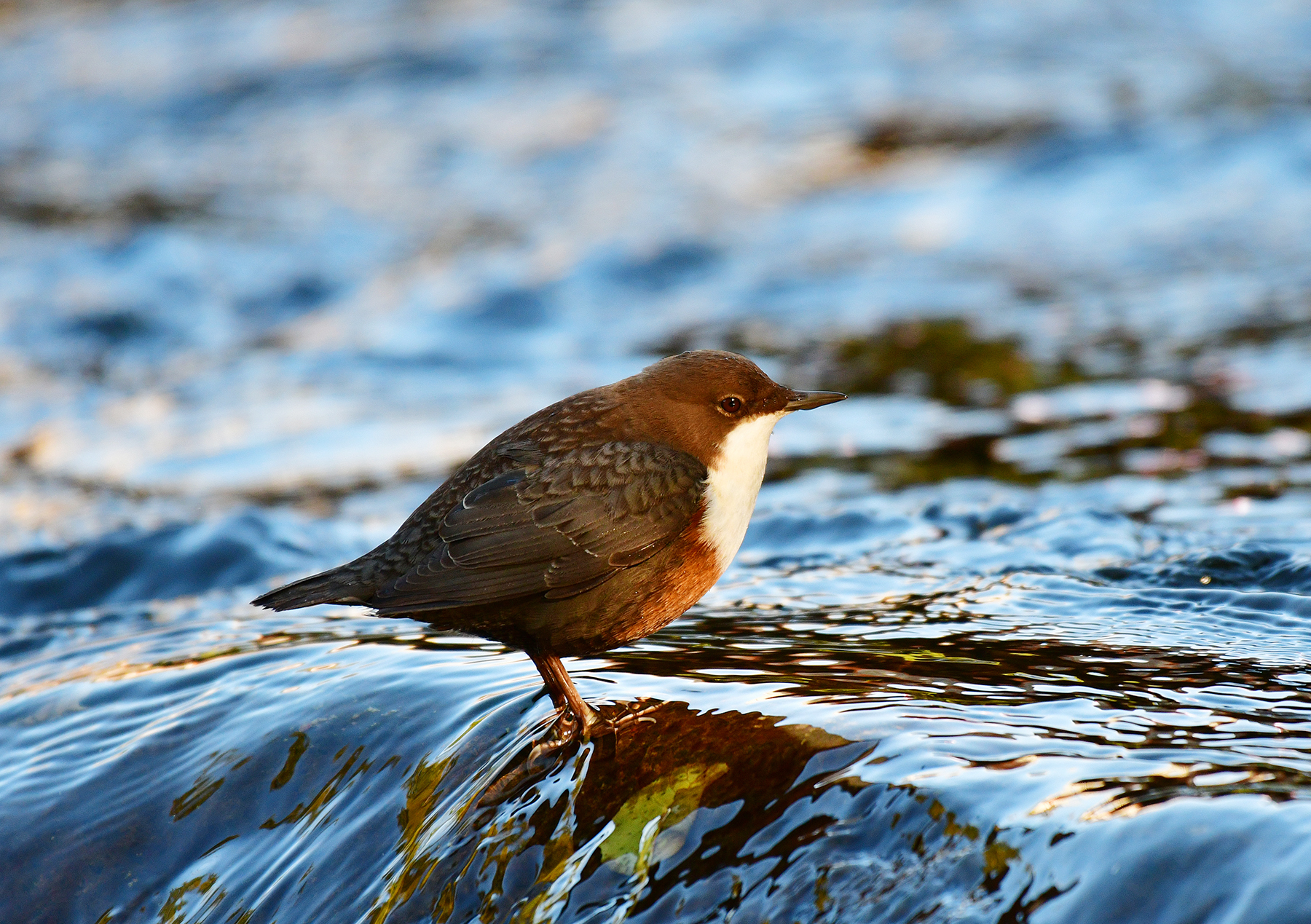 SKOREC VODNÍ 5 (Cinclus cinclus)