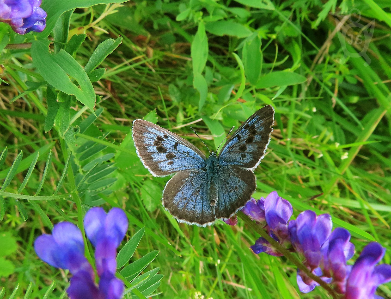 MODRÁSEK ČERNOSKVRNNÝ 1 (Phengaris arion) FOTO Š