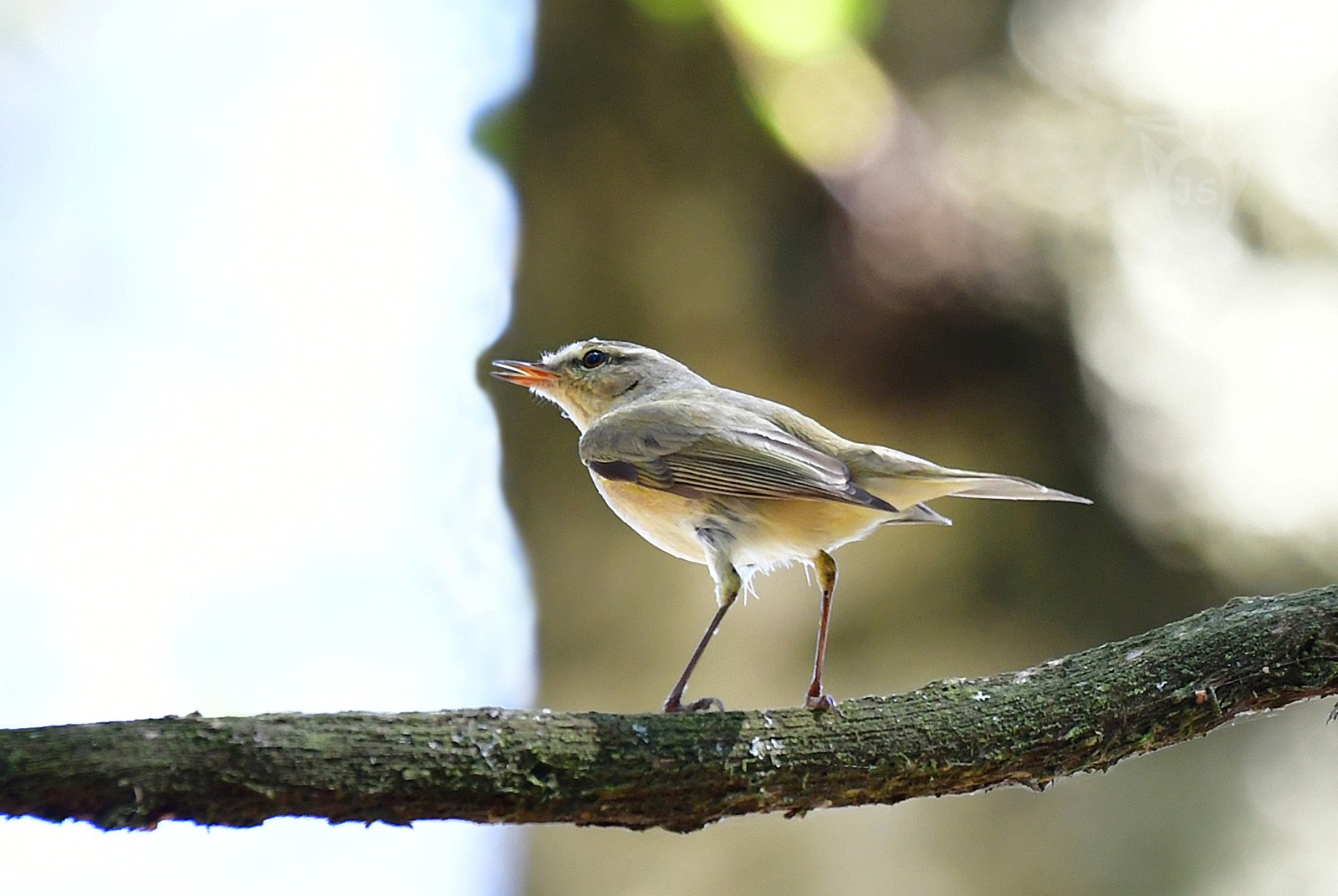 BUDNÍČEK VĚTŠÍ 1 (Philloscopus trochilus)