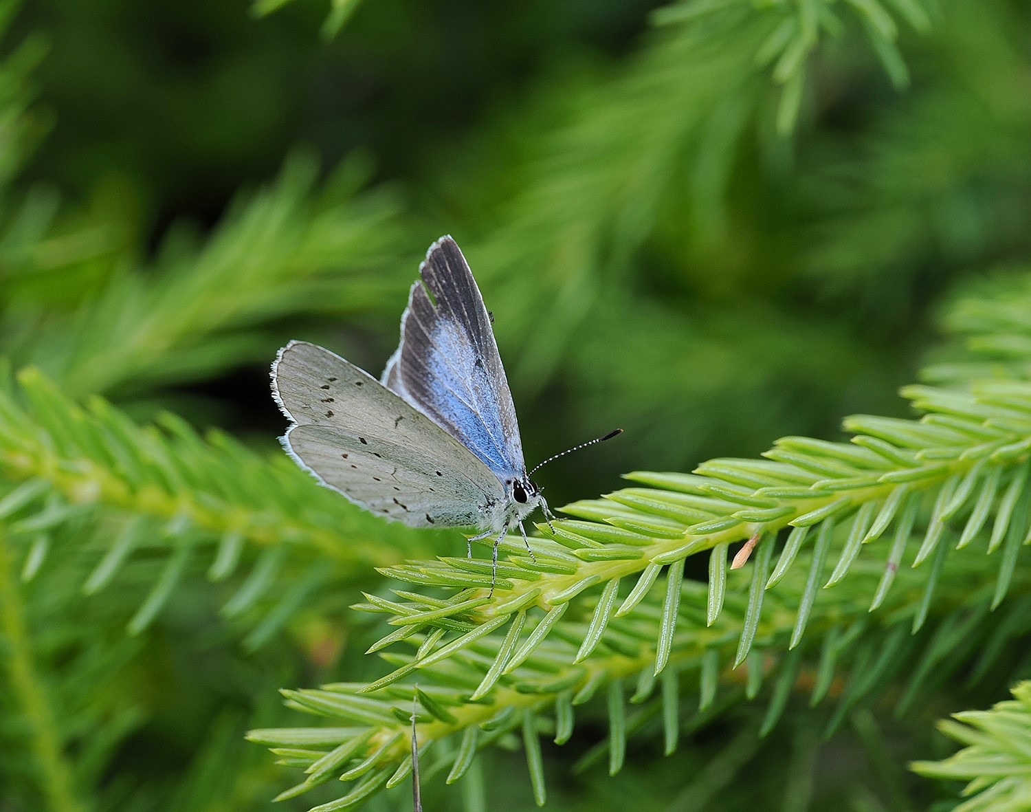 MODRÁSEK KRUŠINOVÝ 4 (Celastrina argiolus)