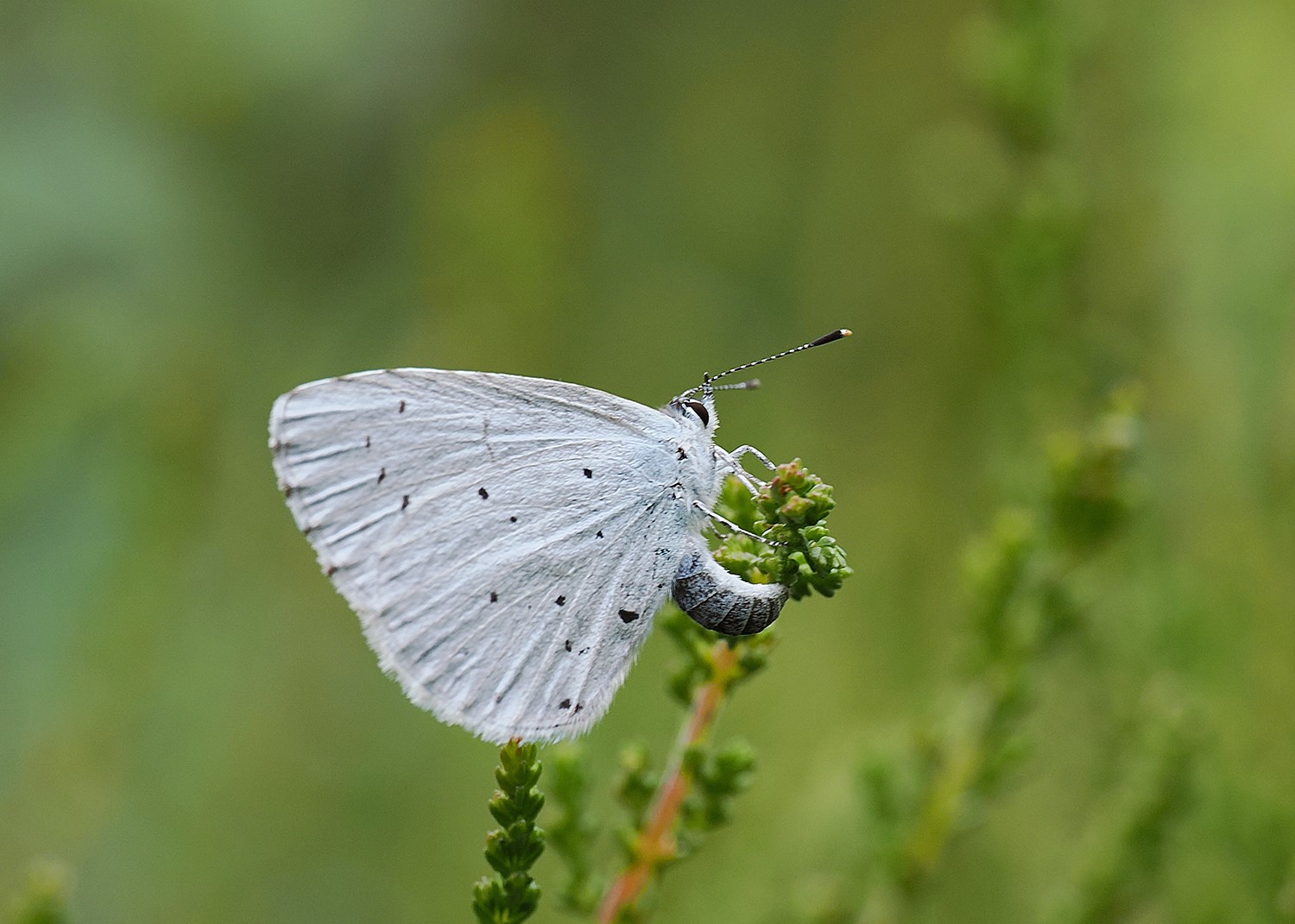 MODRÁSEK KRUŠINOVÝ 5 (Celastrina argiolus)