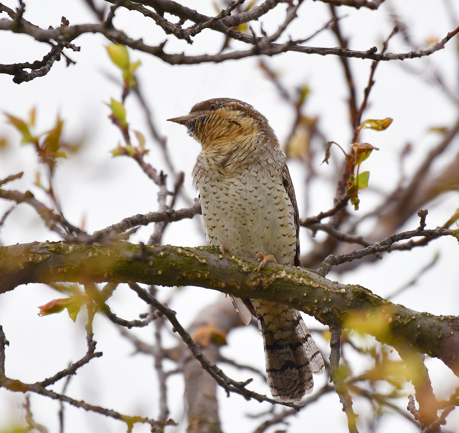 KRUTIHLAV OBECNÝ 5 (Jynx torquilla)