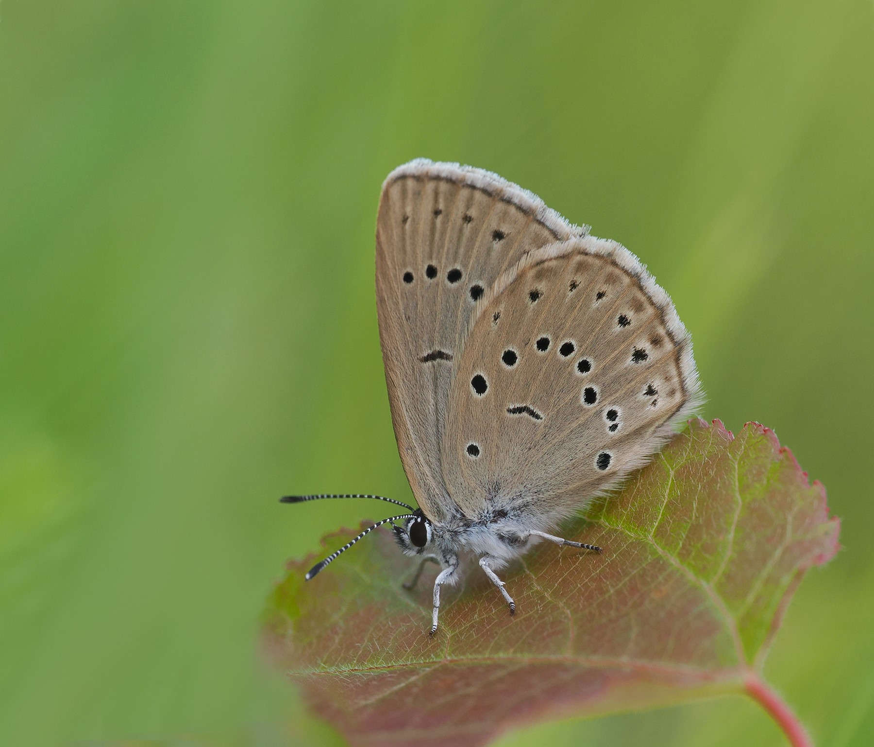 MODRÁSEK OČKOVANÝ 5 (Phengaris teleius)