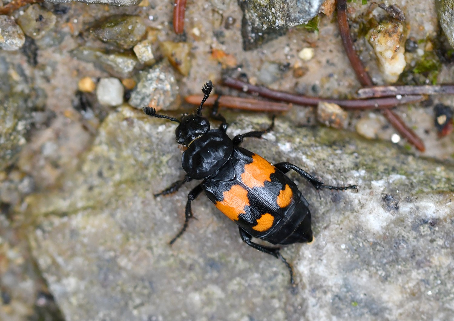 HROBAŘÍK MALÝ 1 (Nicrophorus vespilloides)