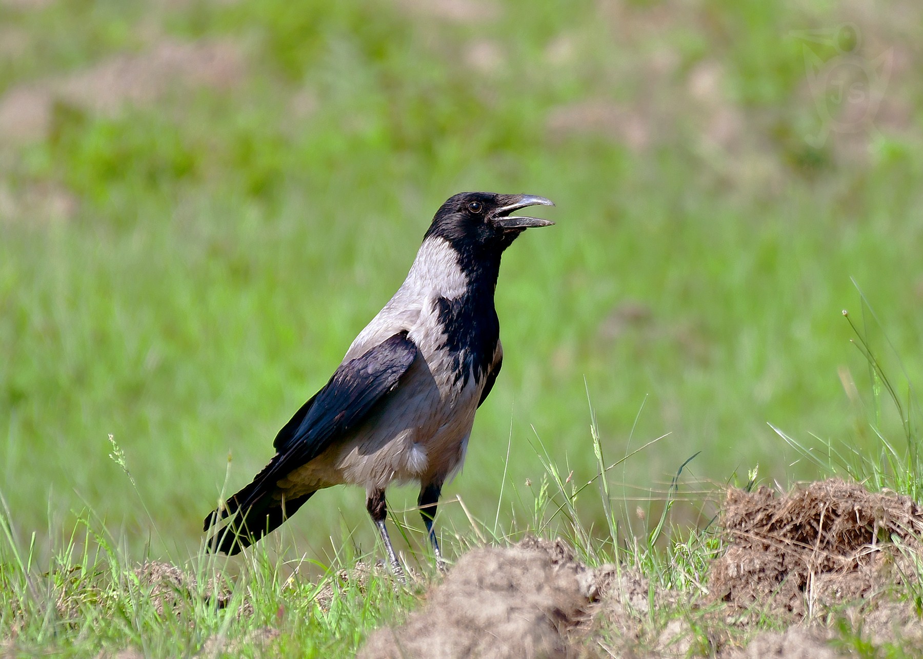 VRÁNA OBECNÁ ŠEDÁ 2 (Corvus cornix)